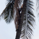 Victor Securing the Coconut Tree