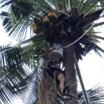 Coconut Removal Service