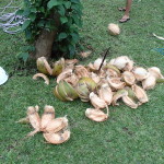 Coconuts are Plentyful