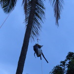 Transportation of Coconuts